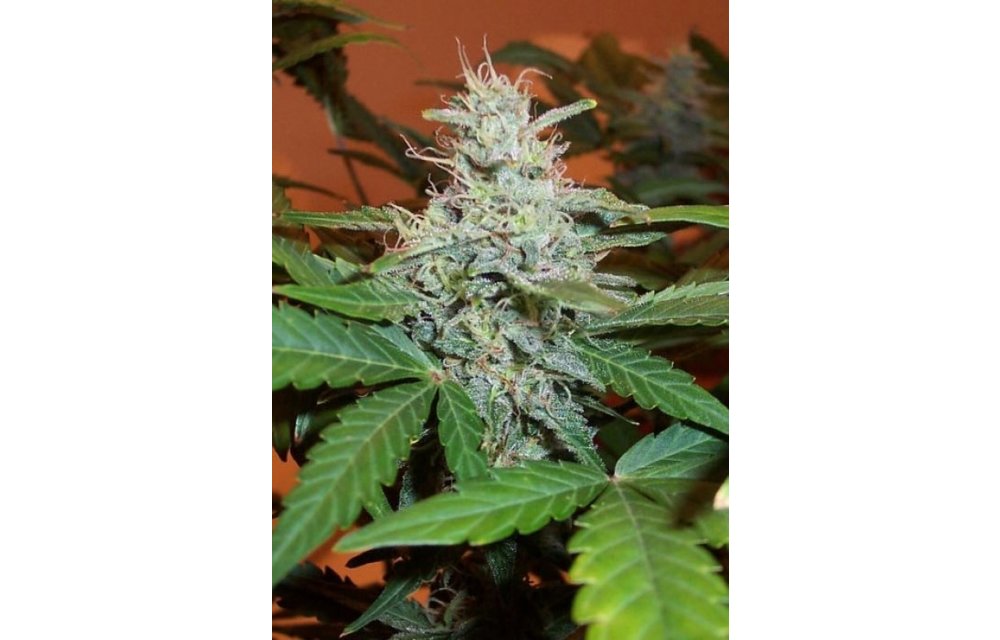 LowRyder #2 Auto-Fem 6 pk