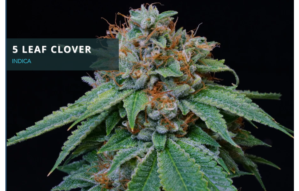 5 Leaf Clover Reg 10 pk