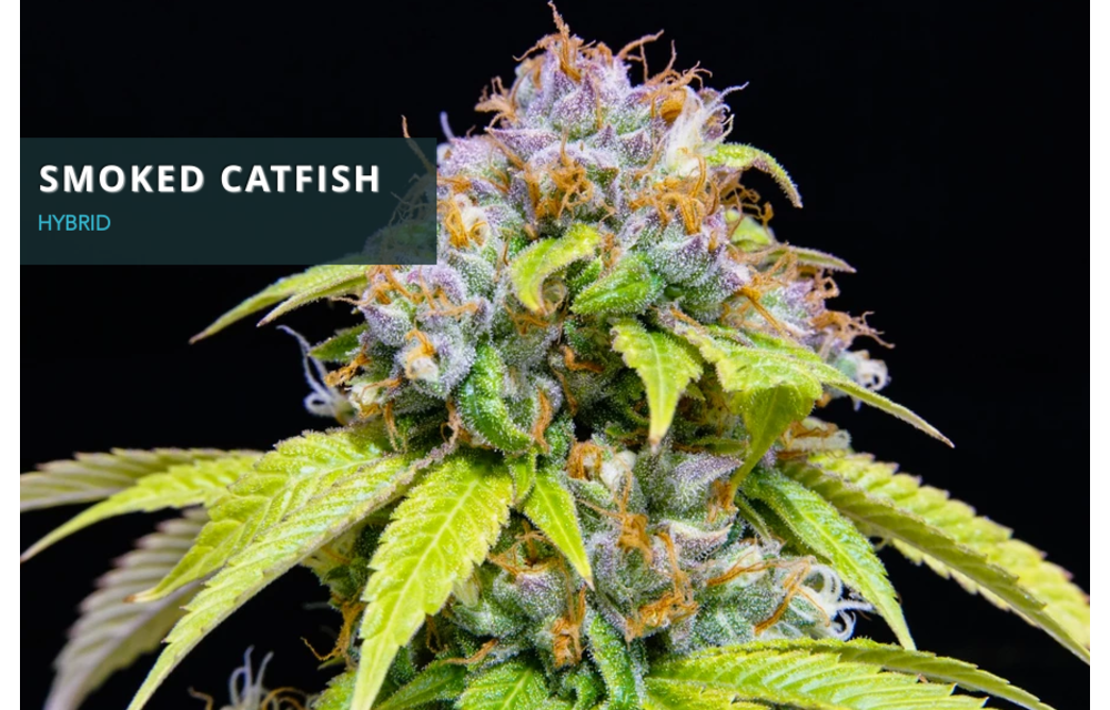 Smoked Catfish Reg 10 pk