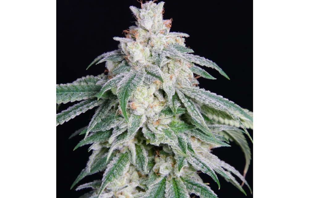 Sunshine Kush Reg 10 pk