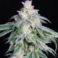 Products tagged with Kush