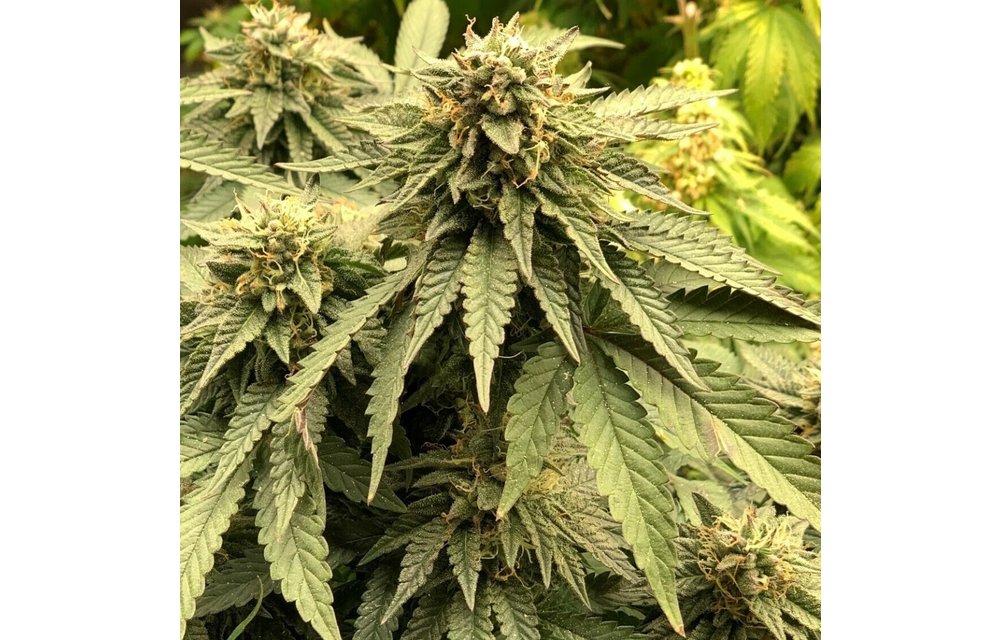 Bubble Gum Gelato Fem 8 pk