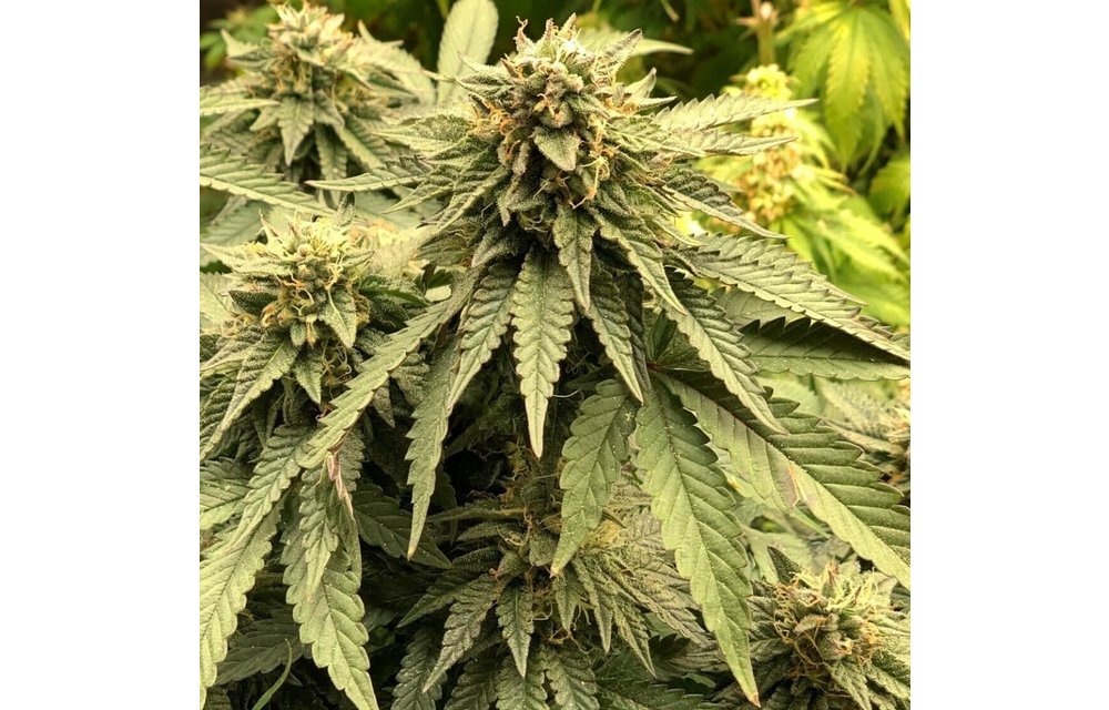 Bubble Gum Gelato Fem 8 pk