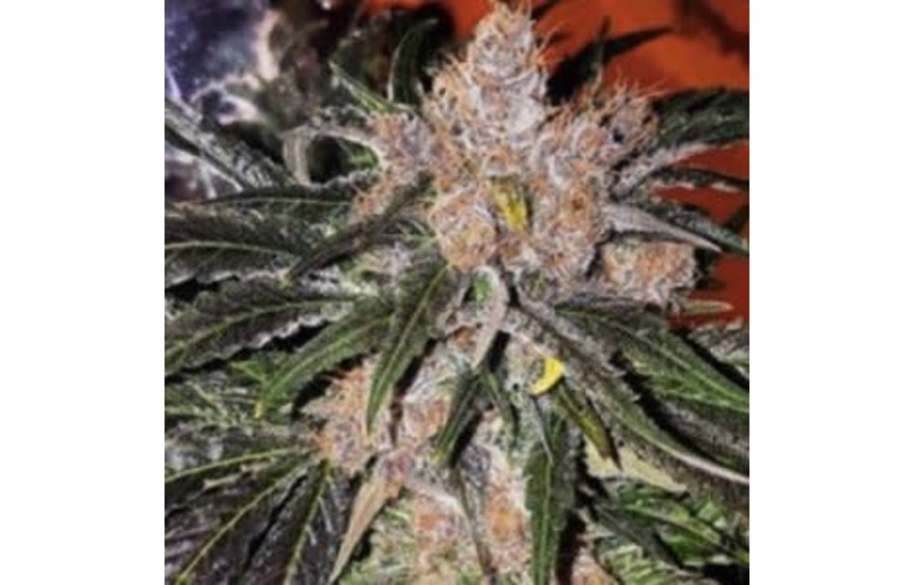 Digital Haze Limited Ed. Reg 20 pk