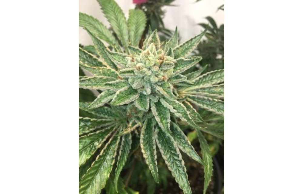 Helio OGK Fem 5 pk