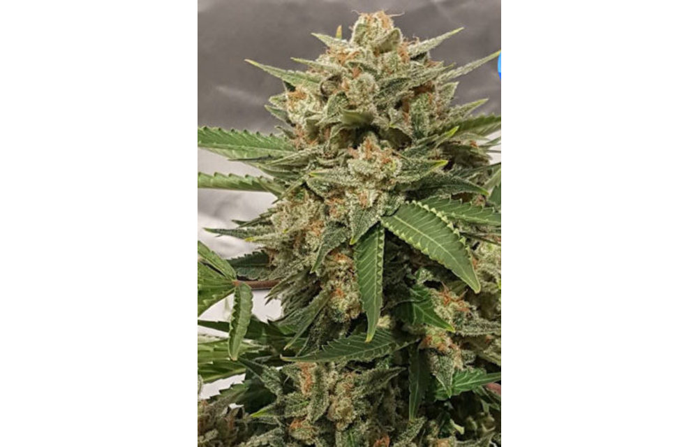 Candy Princess Reg 10 pk