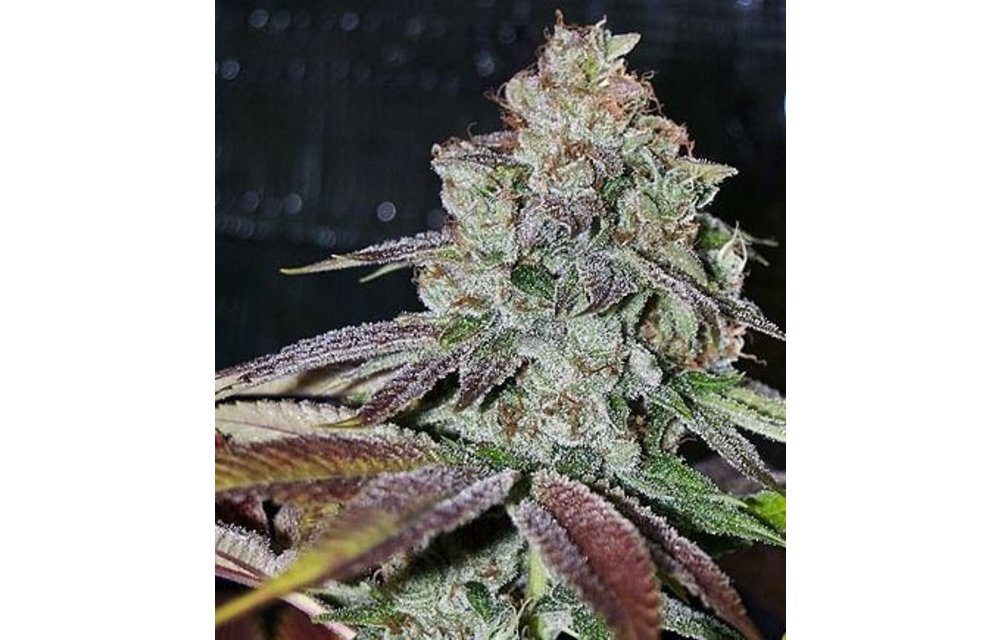 Firebird Kush Reg 5 pk