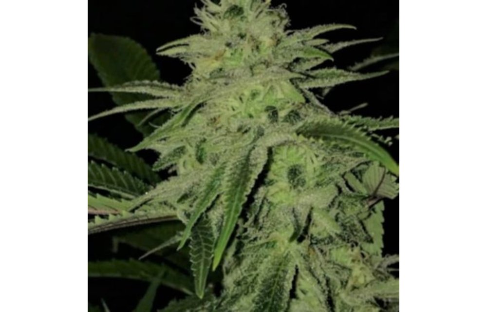 Gorilla Jam Reg 5 pk