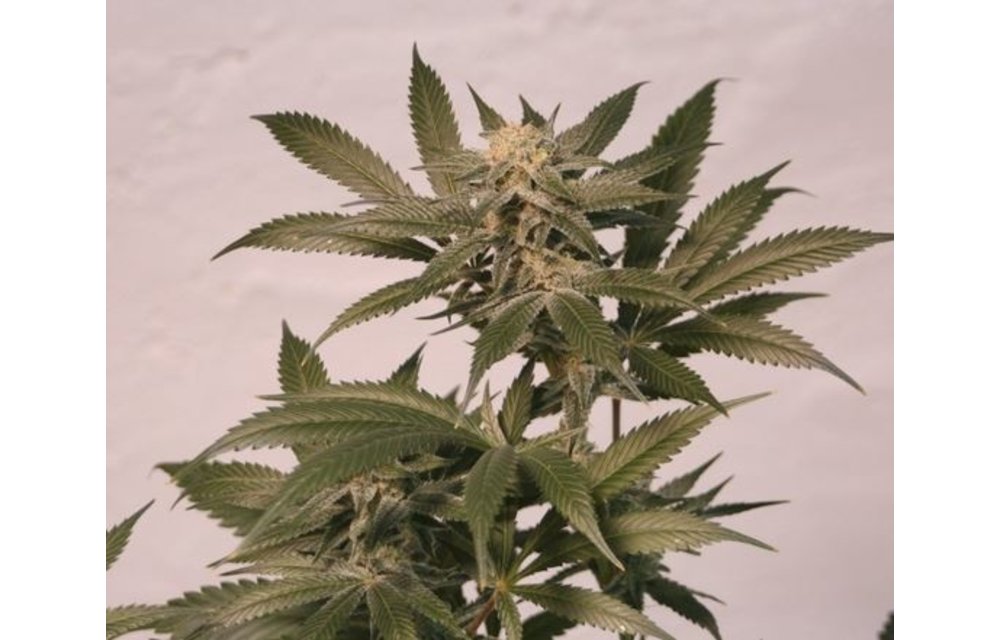Harlequin BX1 x Longbottom Leaf CBD Series Reg 5 pk
