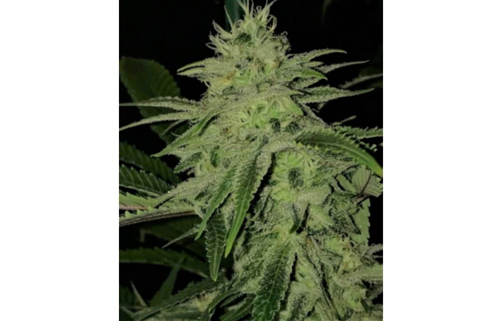 Peach Juice Reg 5 pk