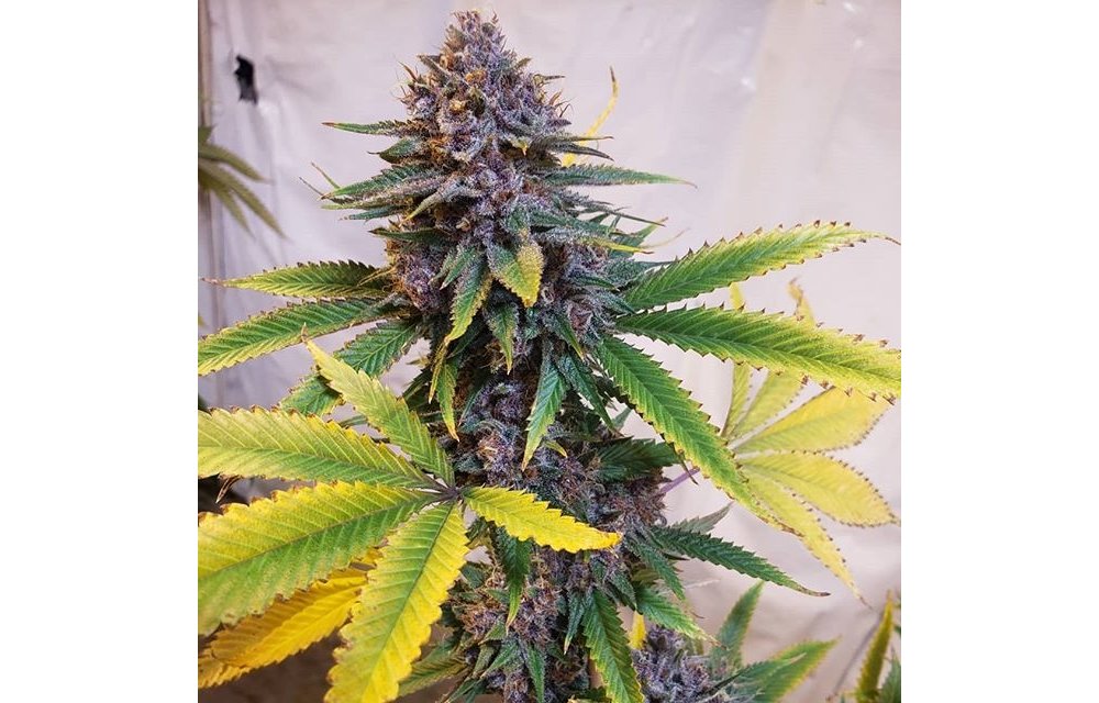Pinco Kush Reg 5 pk