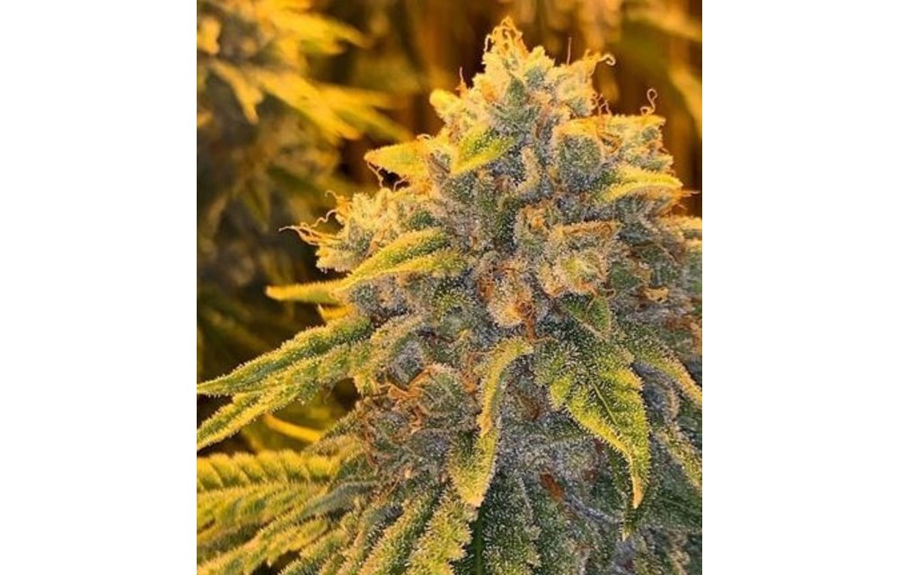Rock Candy Kush Reg 5 pk