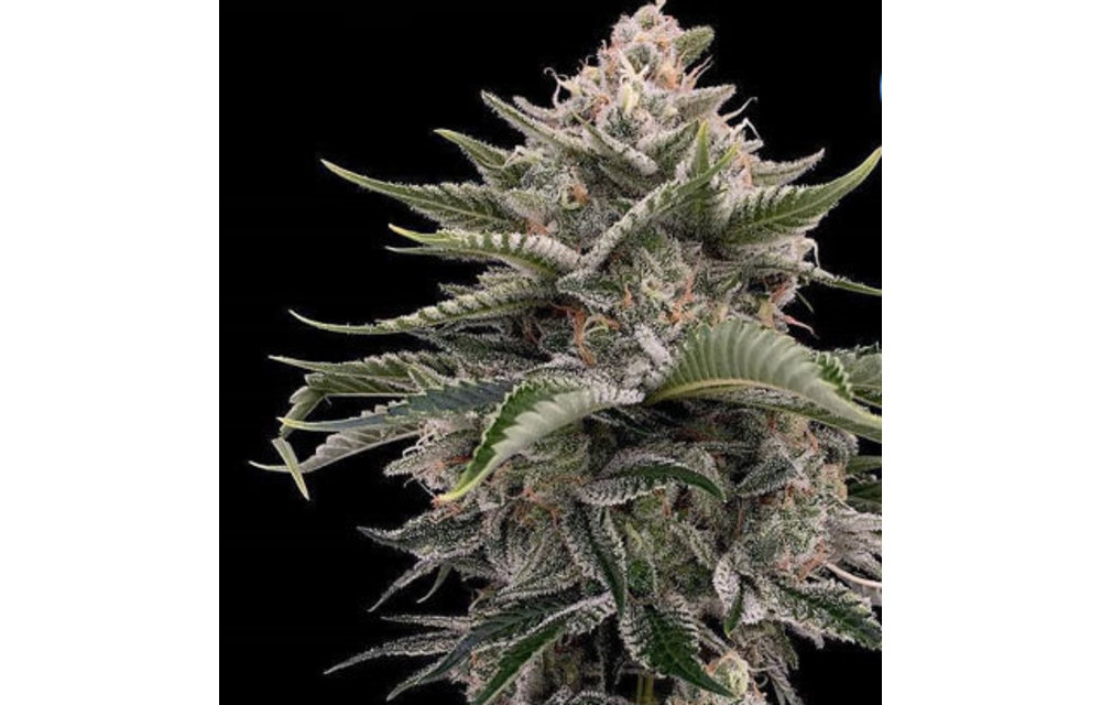 Vapor Lock Reg 5 pk