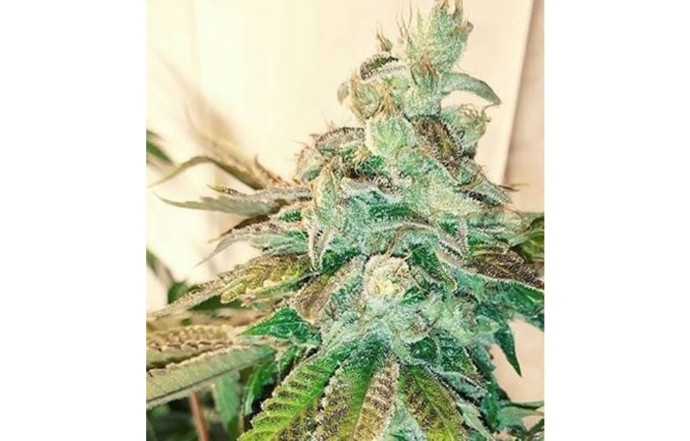SFV OG BX1 Reg 5 pk