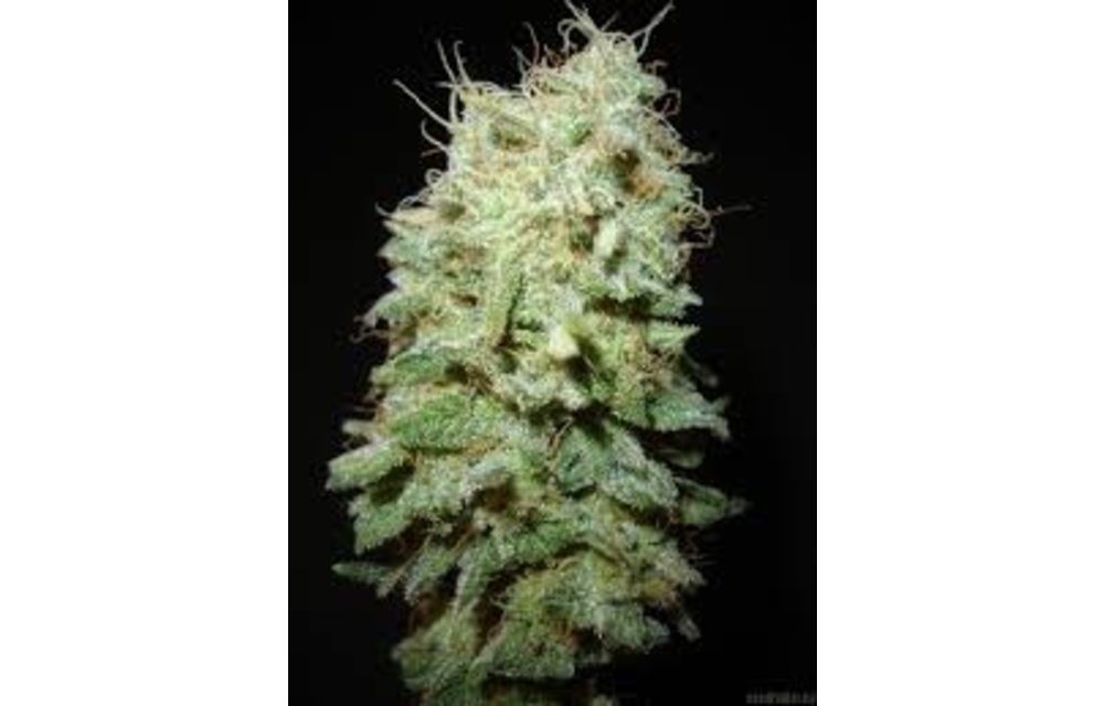 Sour Herijuana Reg 10 pk