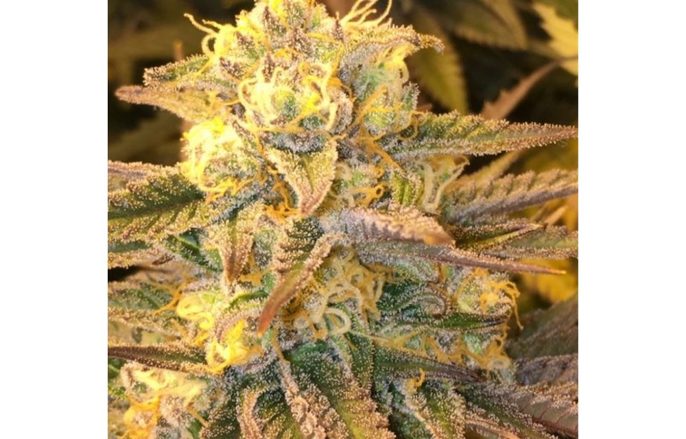 Critical Widow Reg 5 pk