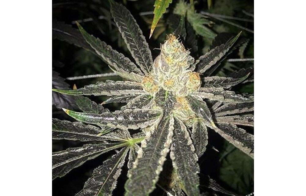 Pure Prez Reg 10 pk