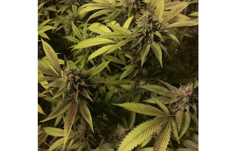 Sour Strawberry Diesel Reg 10 pk