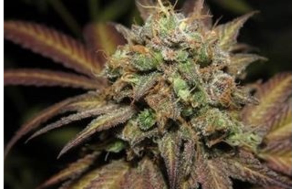 Strawberry Godfather Reg 10 pk