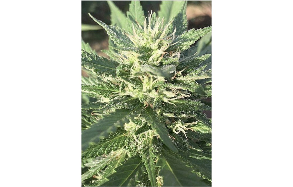 Sour Milk Reg 5 pk