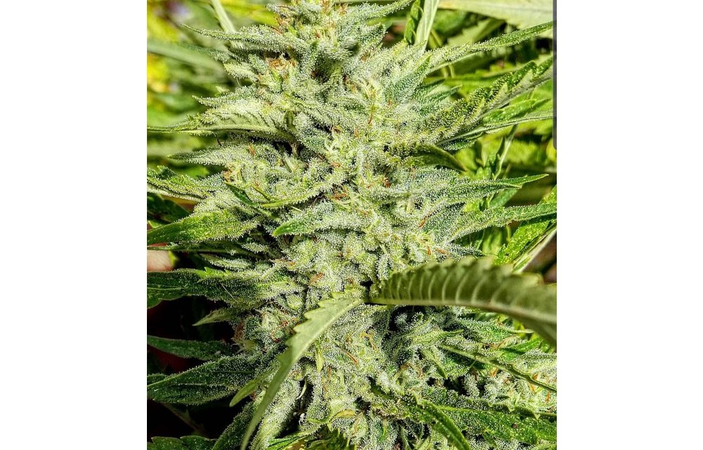Lemon Logs Reg 20 pk