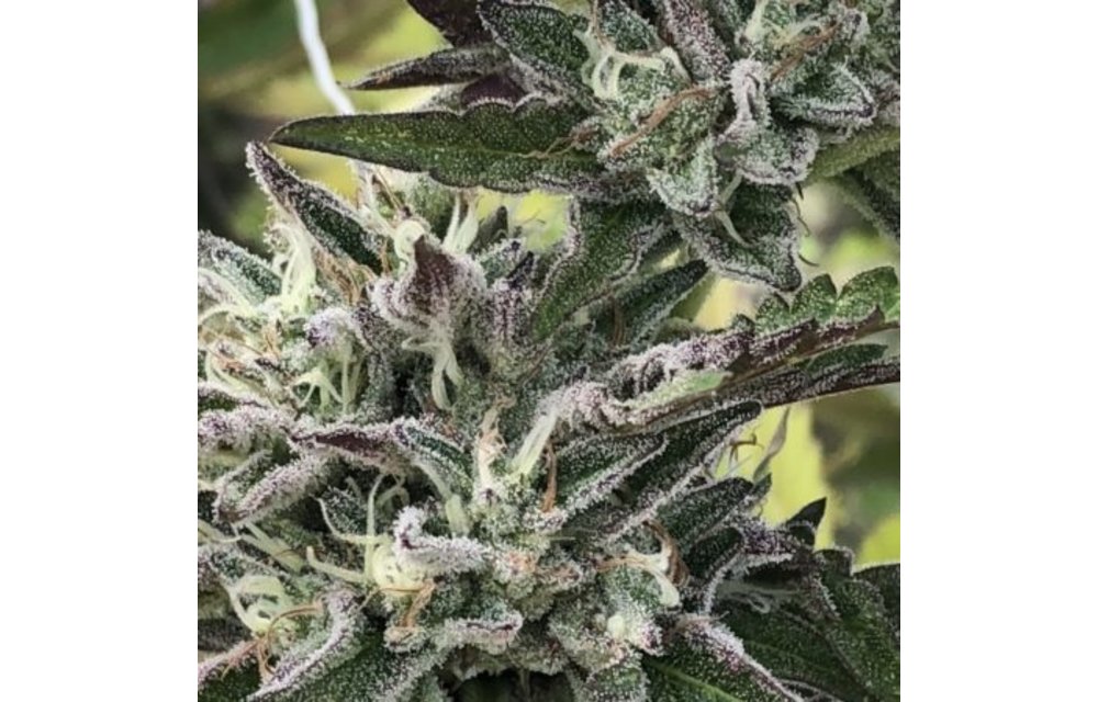 Early OG Reg 20 pk