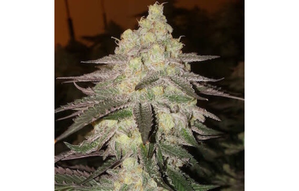 Banana Daddy Auto Fem 10 pk