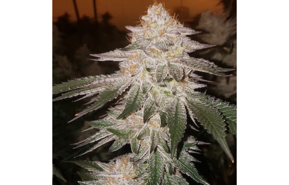 Pina Rbx2 Auto Fem 10 pk