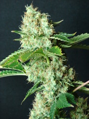 Feminized Hybrid Seeds