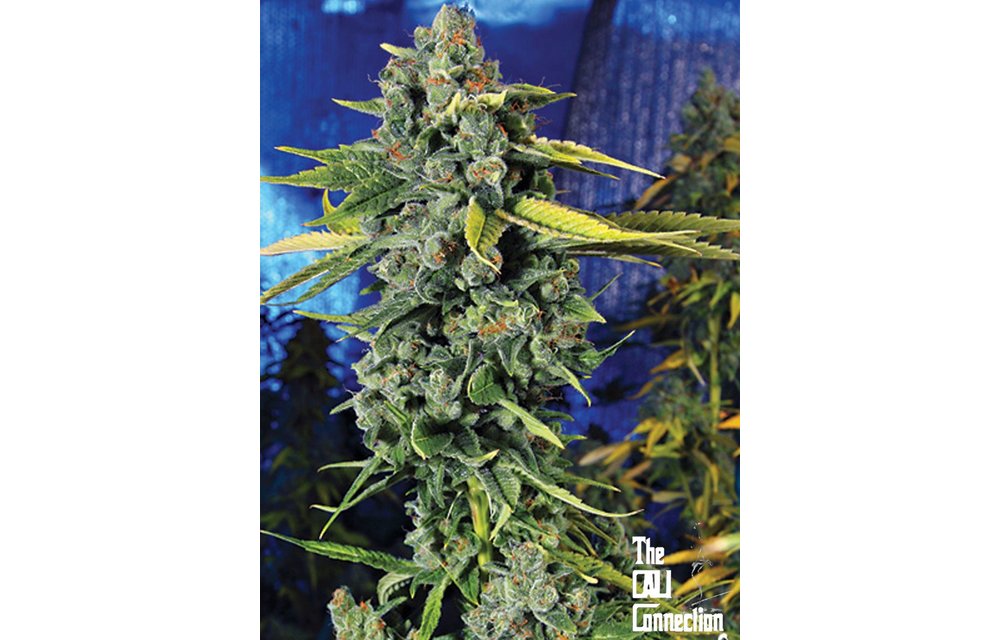 Blue Dream Haze Fem 6 pk