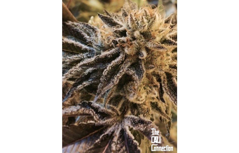 Corleone Kush Fem 6 pk