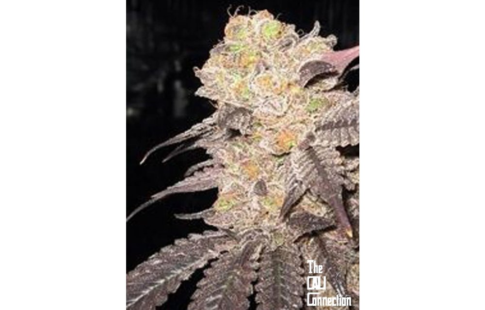 Purple Diesel Fem 6 pk
