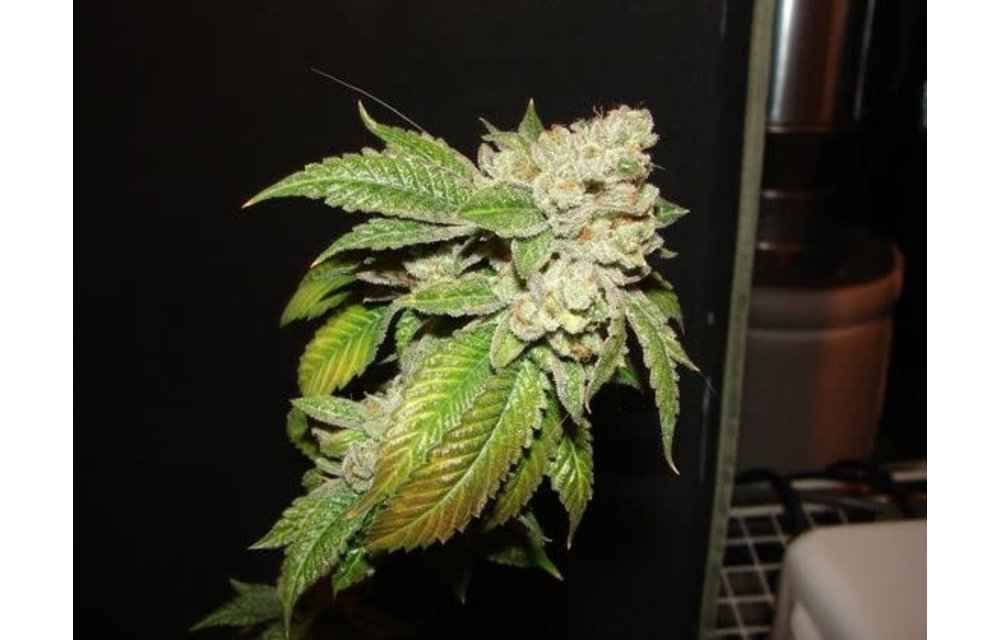 Larry OG Fem 6 pk