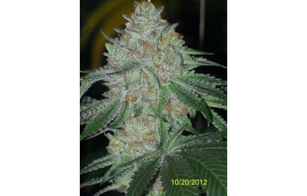 Buddha Tahoe OG Fem 6 pk