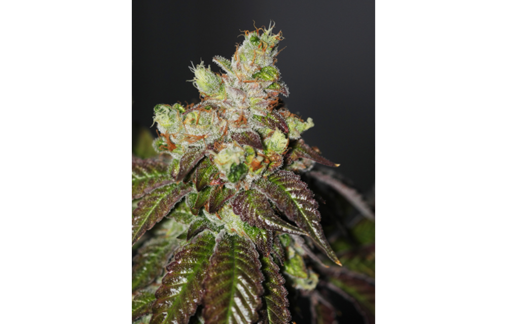 Island Punch Fem 6 pk