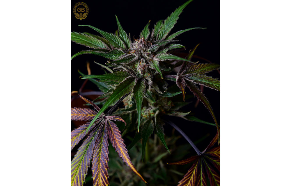 AC/DC x AC/DC 78 Reg 21 pk