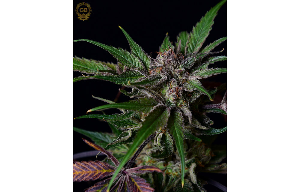 AC/DC x AC/DC 78 Reg 21 pk