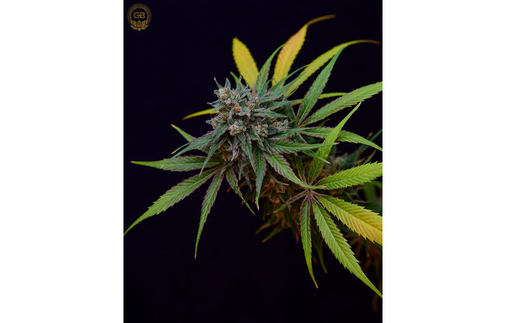 AC/DC 78 BX Reg 21 pk