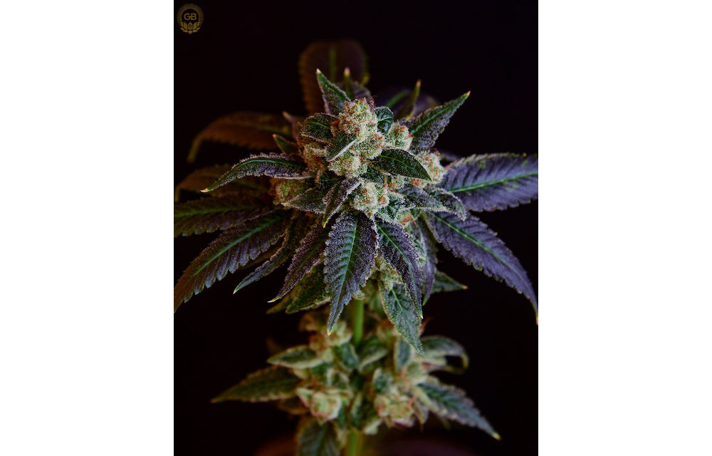 Blackberry Octane #7 x Illusion OG Reg 21 pk