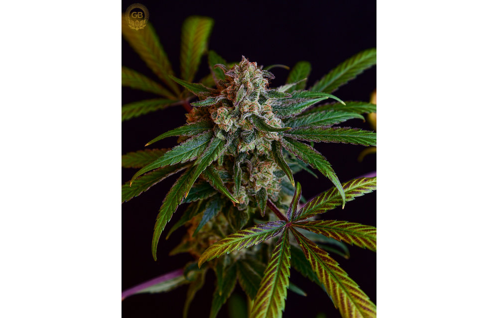 Cannatonic x AC/DC 78 Reg 21 pk