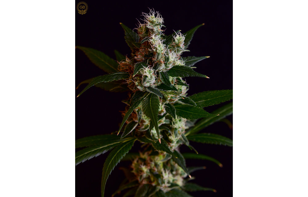 Golden Pineapple x Illusion OG Reg 21 pk