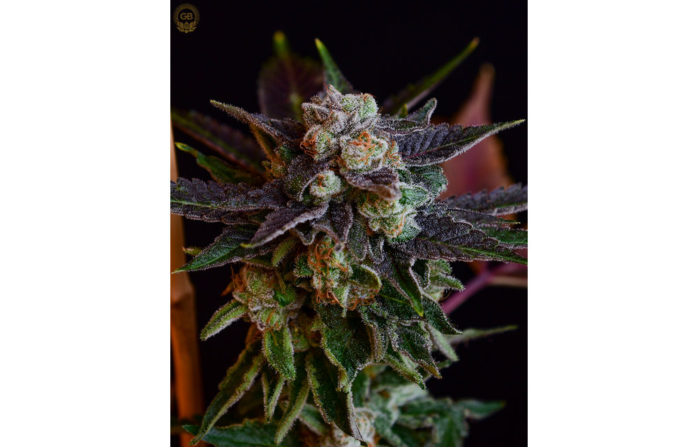 Hazy Girl x Illusion OG Reg 21 pk