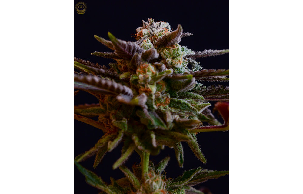 Hazy Girl x Illusion OG Reg 21 pk
