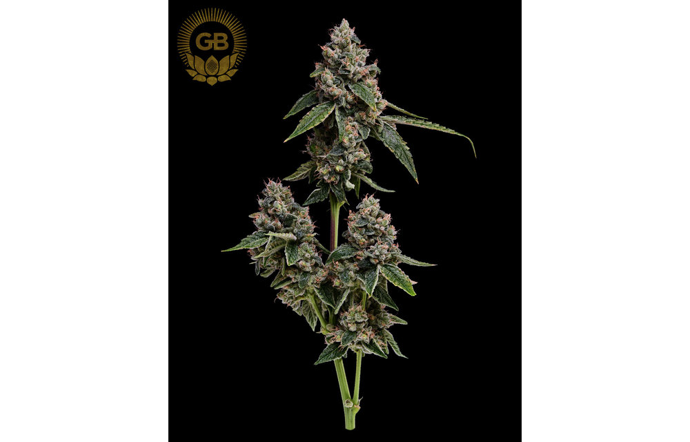Kosher Kush x Sour 78 Reg 11 pk