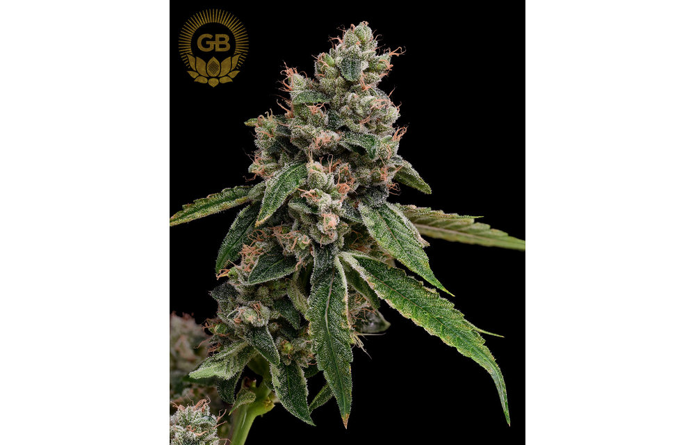 Kosher Kush x Sour 78 Reg 11 pk