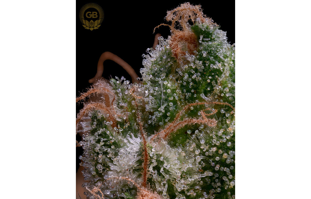 Kosher Kush x Sour 78 Reg 11 pk