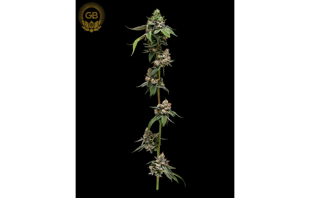 LSOG x SBSE78 Reg 11 pk