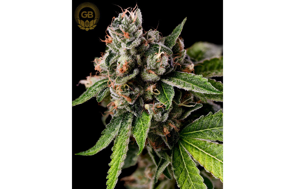 LSOG x SBSE78 Reg 11 pk