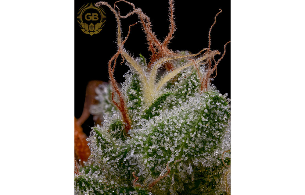 LSOG x SBSE78 Reg 11 pk