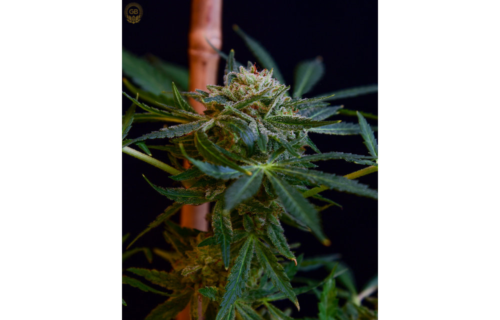 Mystery Haze x Illusion OG Reg 21 pk